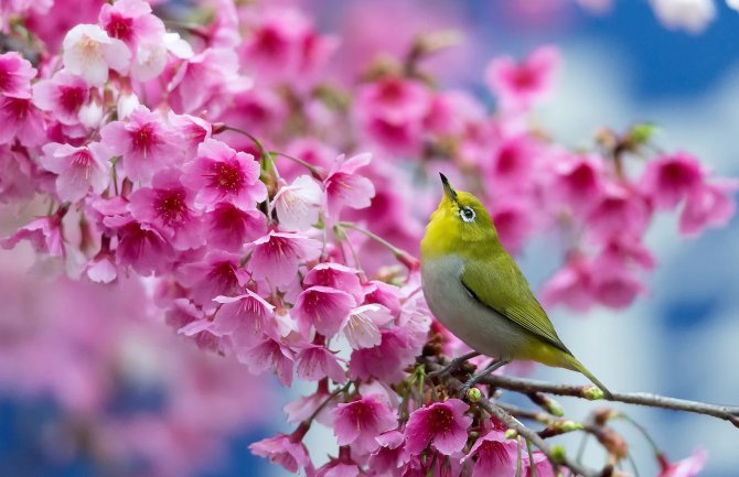 April ove godine drugi najtopliji od kad postoje mjerenja