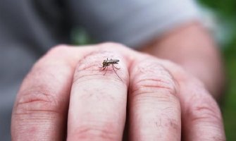 Naučnici otkrili mikrob koji bi mogao da zaštiti komarce od zaraze malarijom