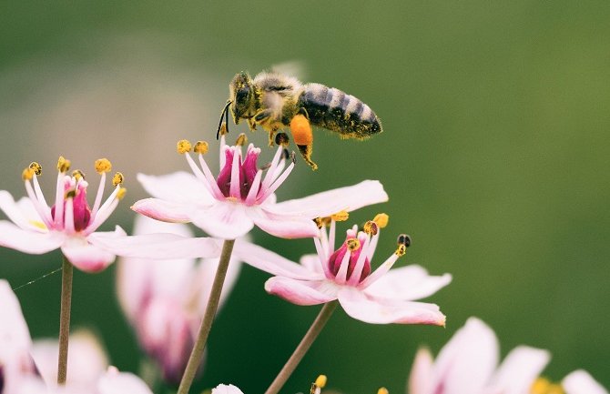 Pretežno sunčano, do 24 stepena