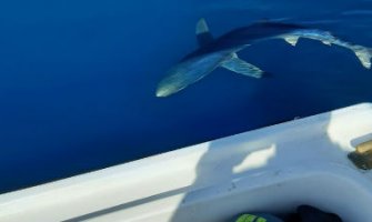 Ribari uočili ajkulu od tri metra