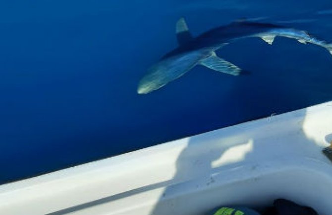 Ribari uočili ajkulu od tri metra