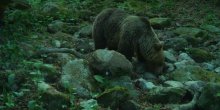 Mrki medvjed se odomaćio na Biogradskoj gori, pogledajte snimak (VIDEO)