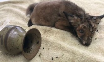 Problem velikih ušiju: Mladunče lisice pronađeno sa baštenskom vazom na glavi (FOTO)