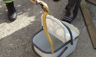 Vatrogasci uklonili zmiju iz kuće