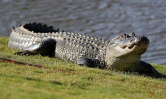 Uginuo aligator koji je preživio bombardovanje Berlina u Drugom svjetskom ratu