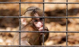 Na Gibraltaru zabranjeno dodirivanje makaki majmuna zbog korone