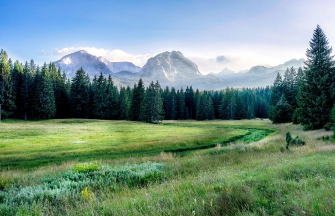 Počelo obilježavanje stabala na trasi dalekovoda u NP Durmitor