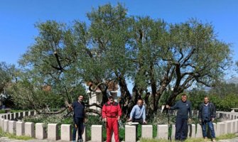 Stara maslina na Mirovici spremna za turiste