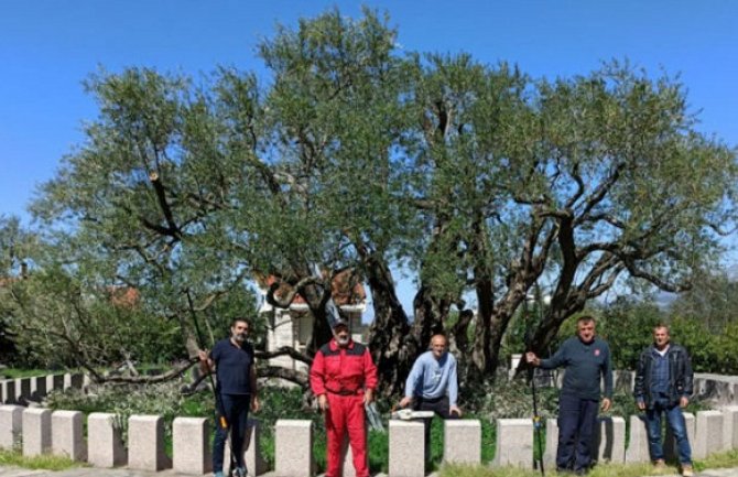 Stara maslina na Mirovici spremna za turiste