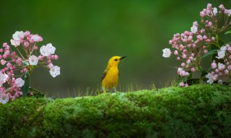Kiša i pljuskovi sa grmljavinom, do 26 stepeni