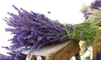 Evo čime možete otjerati insekte