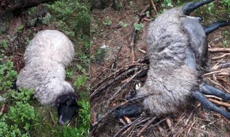 Vukovi zaklali sedam ovaca, četiri ranili u bjelopoljskom selu, rastjerali stado(FOTO)