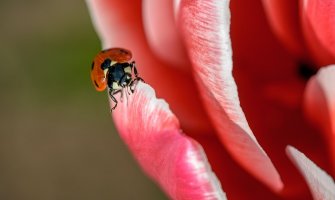 Danas pretežno sunčano, u nedjelju mjestimično kiša