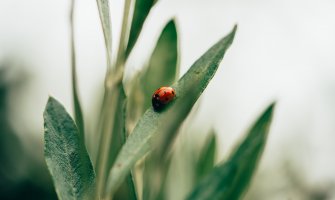 Promjenljivo oblačno i nestabilno, mjestimično kiša