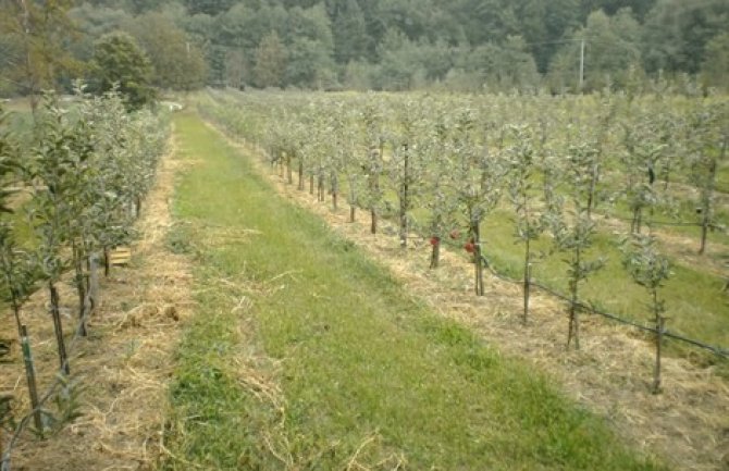 Isplaćene subvencije za 907 proizvođača po hektaru ukupne vrijednosti 215 hiljada eura