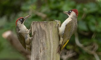 Do 38 stepeni, poslijepodne lokalno kiša