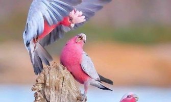 Promjenljivo oblačno, u drugom dijelu dana kiša