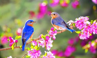 Danas pretežno sunčano i toplo, do 37 stepeni 