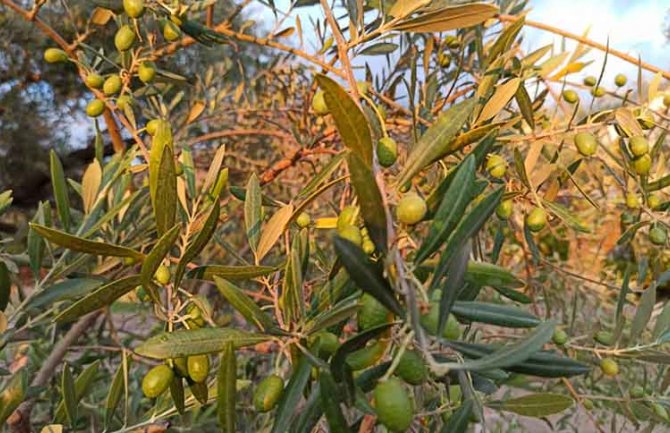 Znanje, iskustvo i nesebičan trud se uvijek isplate, Stara maslina obradovala svojim obilnim rodom 