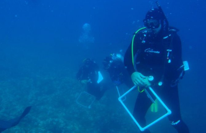 Monitoring morske trave Posidonia oceanica,  vrsta koju po m2 proizvodi više kiseonika od Amazonskih prašuma