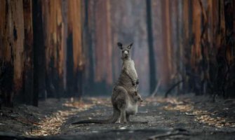 Australija: Gotovo tri milijarde životinja stradalo ili izgubilo staništa u katastrofalnim požarima 