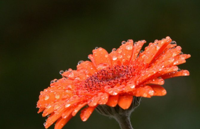 Promjenljivo oblačno, poslijepodne kiša