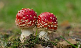 Pretežno sunčano, do 31 stepen