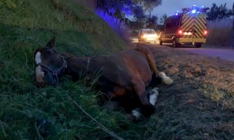 Zabrinuti ljubitelji konja širom Francuske, nesrećnim životinjama sjekli uši i genitalije, drali kožu