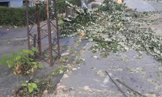 URA: Sječa lipa u Pljevljima odraz nemarnosti i nebrige prema prirodi i građanima