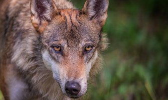 Podgorica: Okončana potjera za odbjeglim vukom