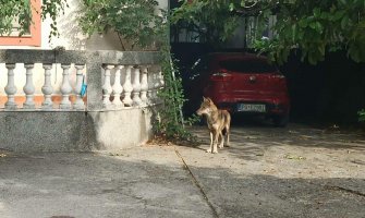 Podgorica: Uhvaćen vuk koji je uskočio u dvorište porodične kuće