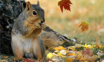 Danas počinje jesen