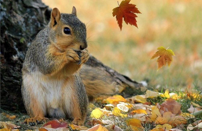 Danas počinje jesen