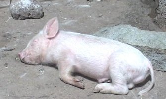 Nikšić: U bašti pronašao mrtvo prase