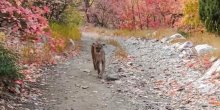 Planinar snimio susret sa pumom, vrebala ga šest minuta (VIDEO)