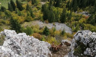 Dva dana koze provele na nepristupačnoj litici: Lovci ih ugrozili, Madžgalj spasio
