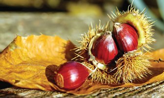 Kesten je jedini orašasti plod koji sadrži vitamin C