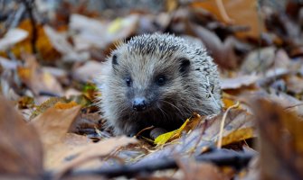 Na sjeveru sunčano, južnije ponegdje kiša, do 22 stepena