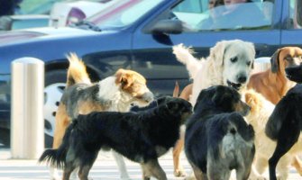 Podgorička URA: Zaustaviti trovanje pasa, počinioce hitno procesuirati 