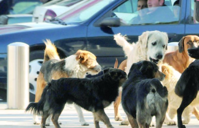 Podgorička URA: Zaustaviti trovanje pasa, počinioce hitno procesuirati 