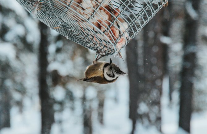Kiša, tokom noći na sjeveru snijeg