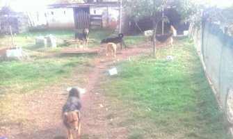 Potrebna pomoć napuštenim životinjama o kojima se brine Podgoričanin