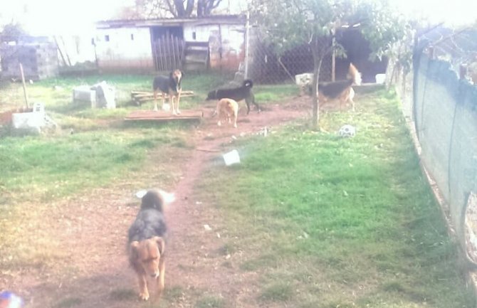 Potrebna pomoć napuštenim životinjama o kojima se brine Podgoričanin