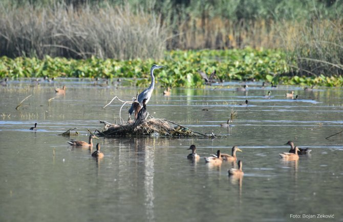 Za unapređenje turističke infrastrukture u NP Skadarsko jezero biće investirano 280.000 eura