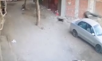 Mačka spasila dječaka od agresivnog psa (Video)