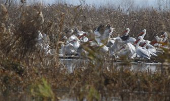 Najranije gniježđenje pelikana u istoriji istraživanja NP Skadarsko jezero