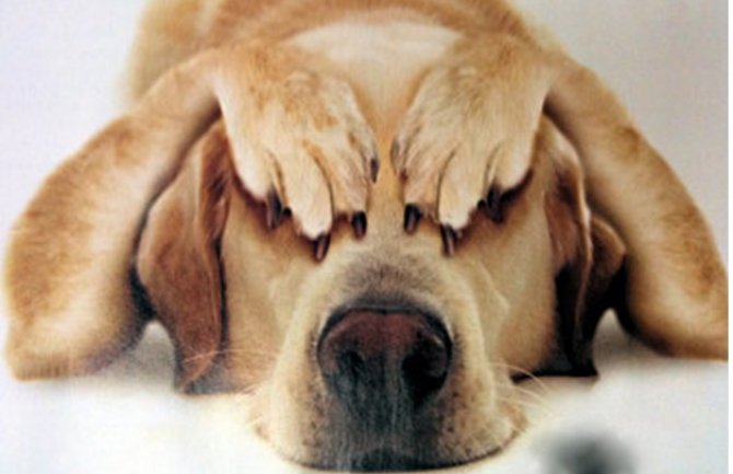 Recimo ne petardama i drugim pirotehničkim sredstvima