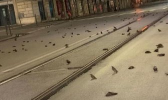 Stotine mrtvih životinja prekrilo ulicu nakon vatrometa(VIDEO)