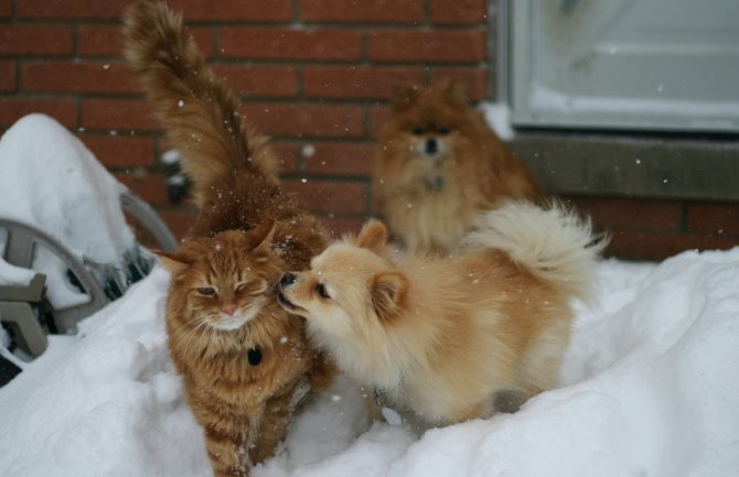 Mjestimično kiša, na sjeveru susnježica i snijeg