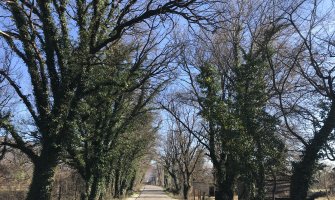 Sačuvati stabla skadarskog hrasta i brijestova tokom planirane rekonstrukcije